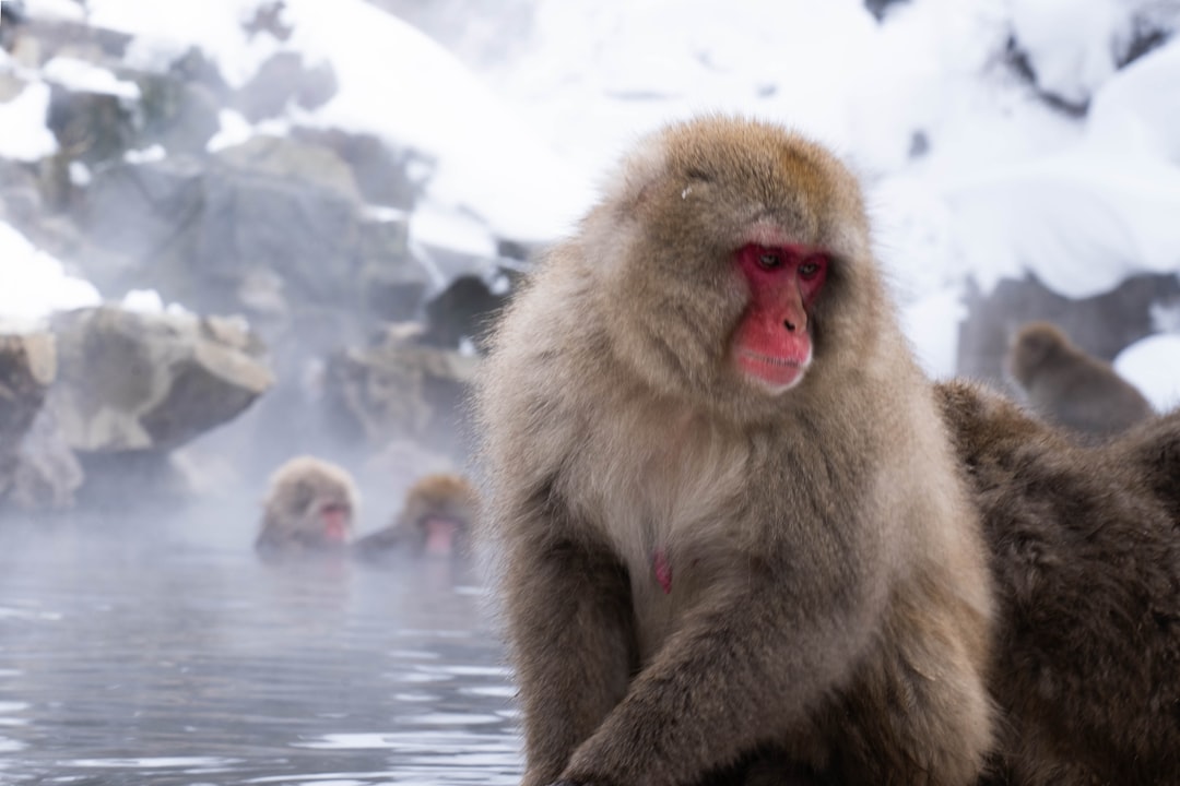 Japan im Januar - Schneeaffen im heißen Quellbad